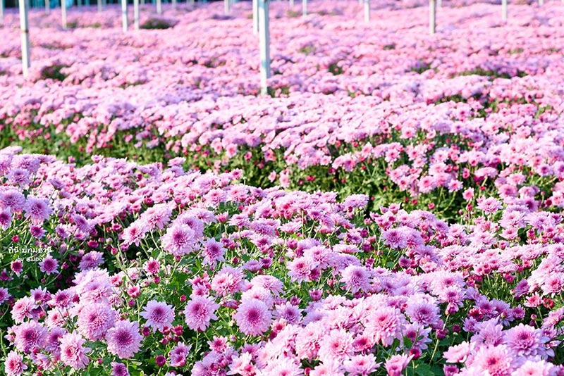 สวนดอกไม้ปทุมเจดีย์ ปทุมธานี