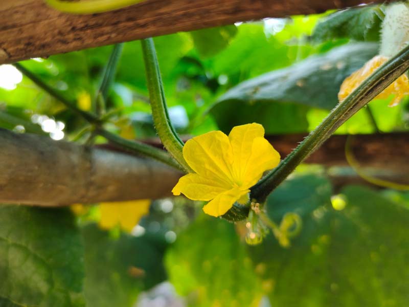 วิธีปลูกแตงกวากินเอง