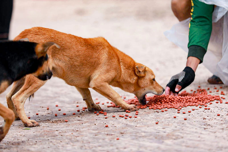 หมาท่ากก