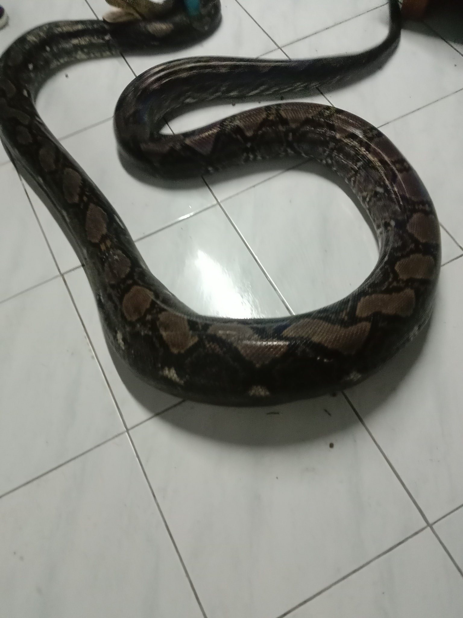 งูเหลือม