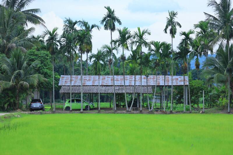 ทิวหมาก บ้านผาเบียด ชัยภูมิ