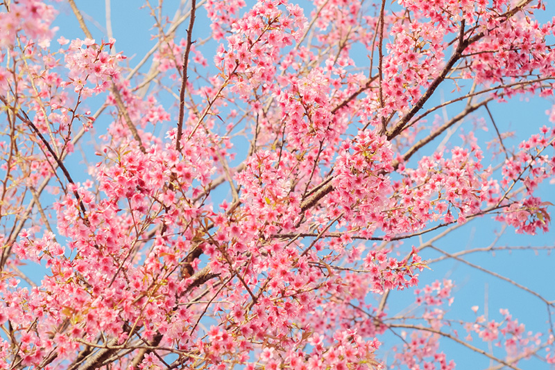 ดอกนางพญาเสือโคร่ง