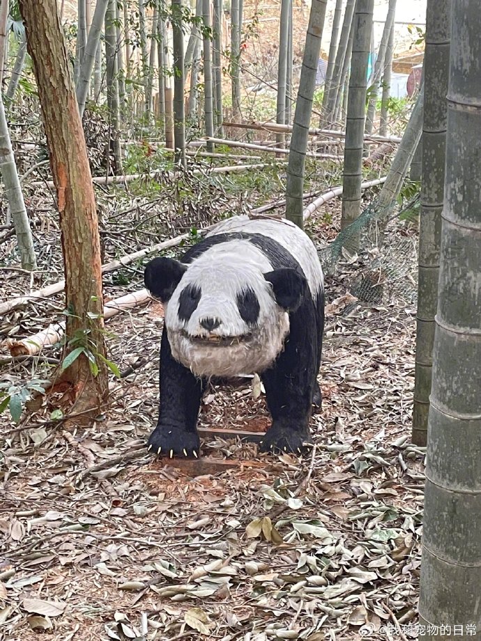 หมีแพนด้า