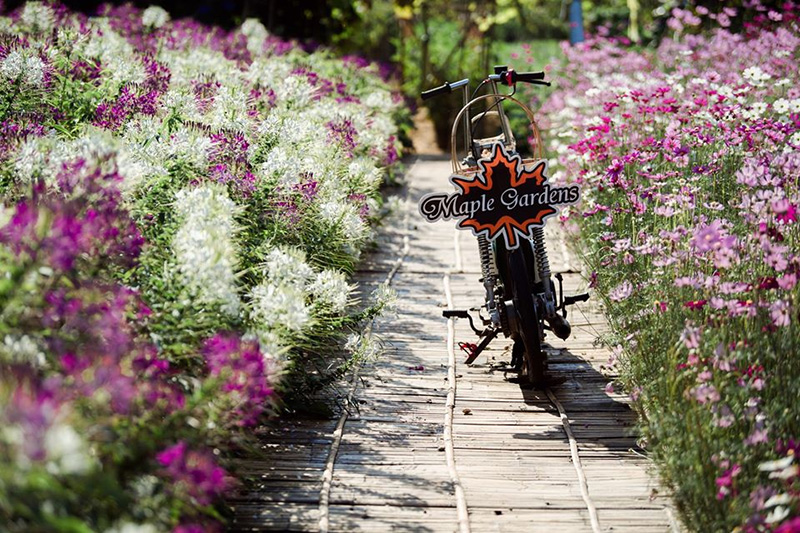 สวนเมเปิ้ล จ.กาญจนบุรี