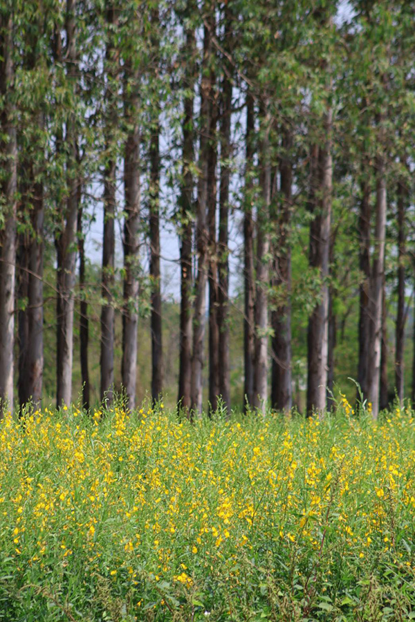 ทุ่งปอเทือง ม.เกษตรฯ กำแพงแสน