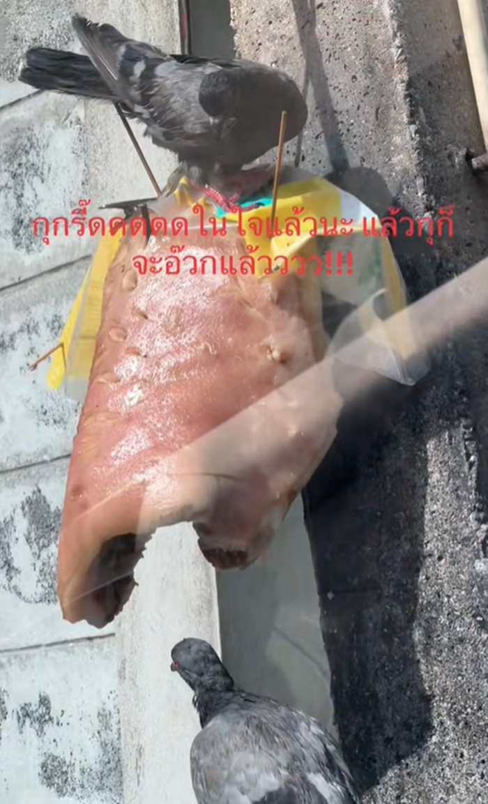 หมูตากแดด