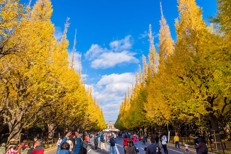สถานที่ชมต้นแปะก๊วย