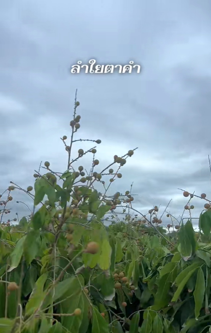 โก โกสินทร์