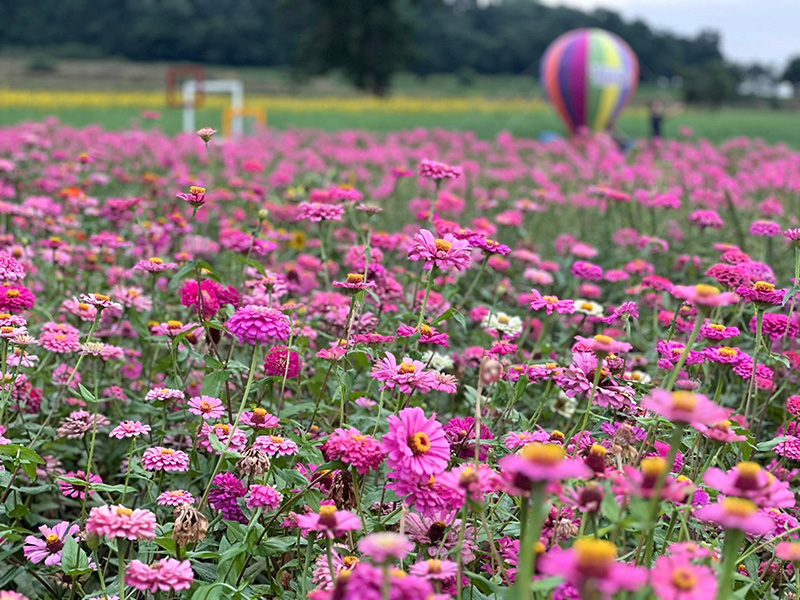 ทุ่งดอกปอเทืองไร่ธรรมชัย 2568 ตากฟ้า นครสวรรค์