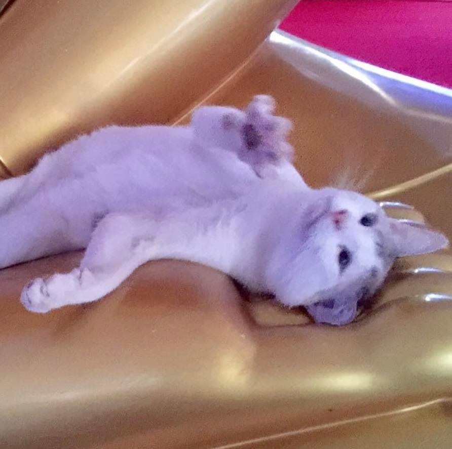 แมวนอนบนพระ