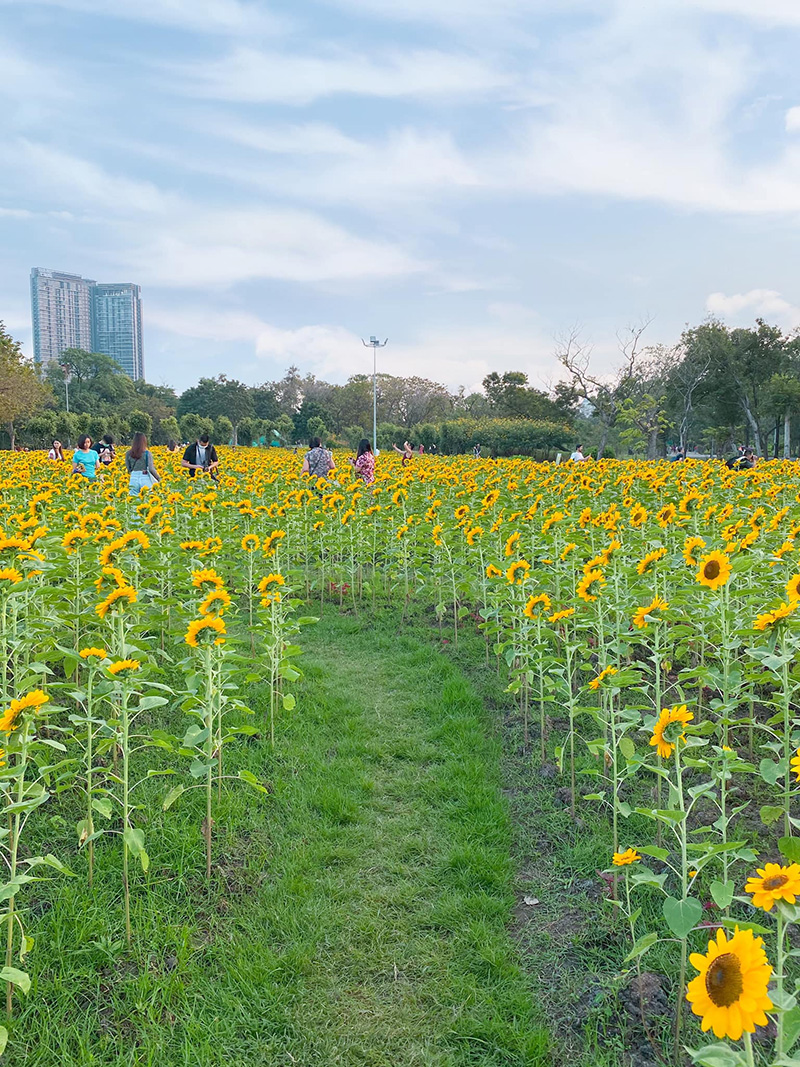 ทุ่งทานตะวัน สวนรถไฟ