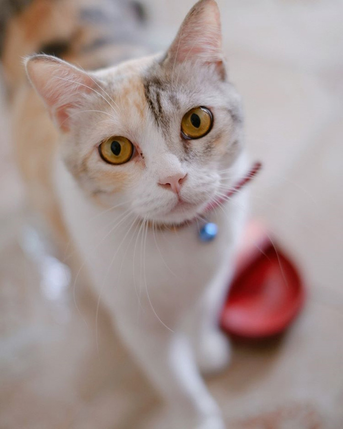 สัตว์เลี้ยงเมมเบอร์วง bnk48