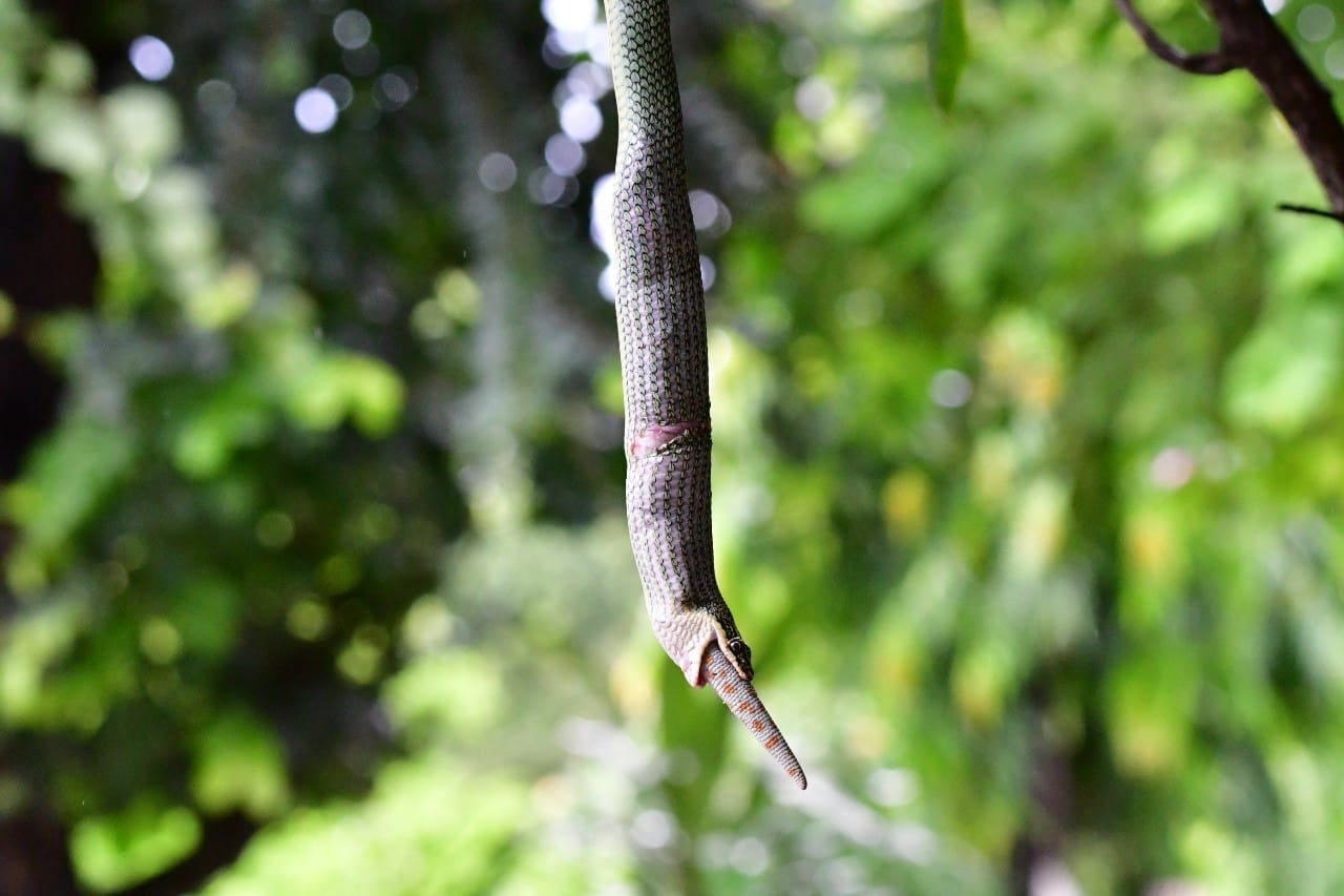 งูเขียว ตุ๊กแก