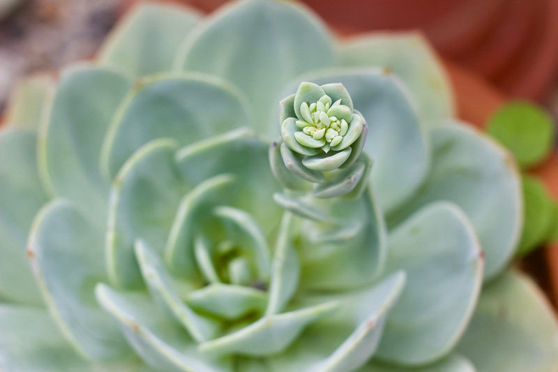 กุหลาบหิน Echeveria Blue Prince