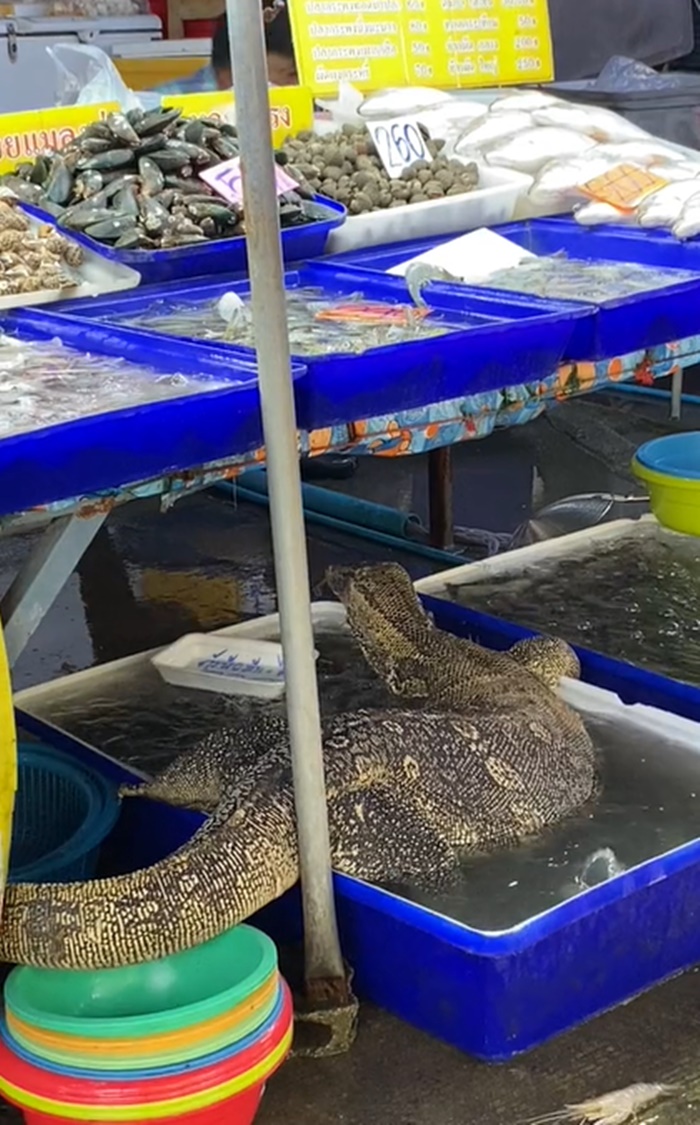 ตัวเงินตัวทอง