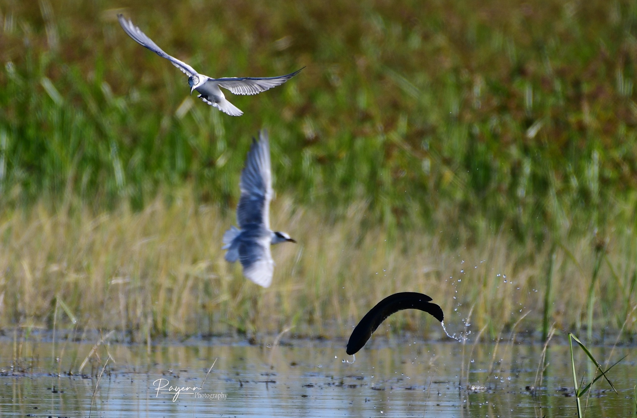 นกนางนวล