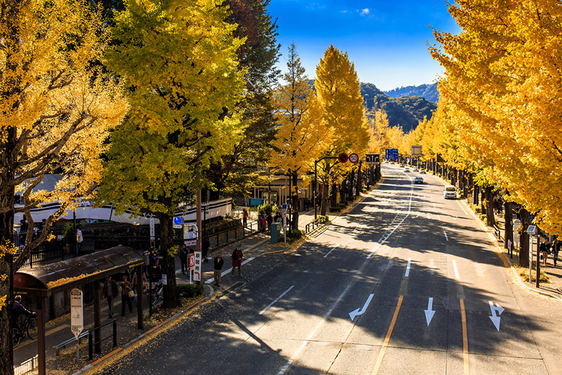 สถานที่ชมต้นแปะก๊วย