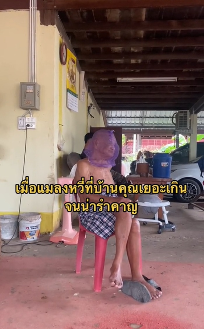 แมลงหวี่