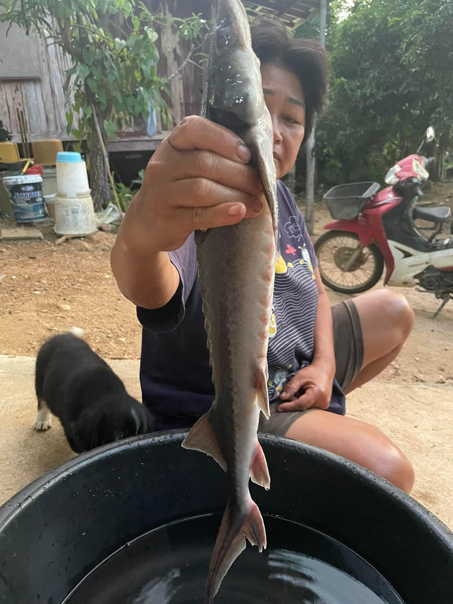 ปลาประหลาด