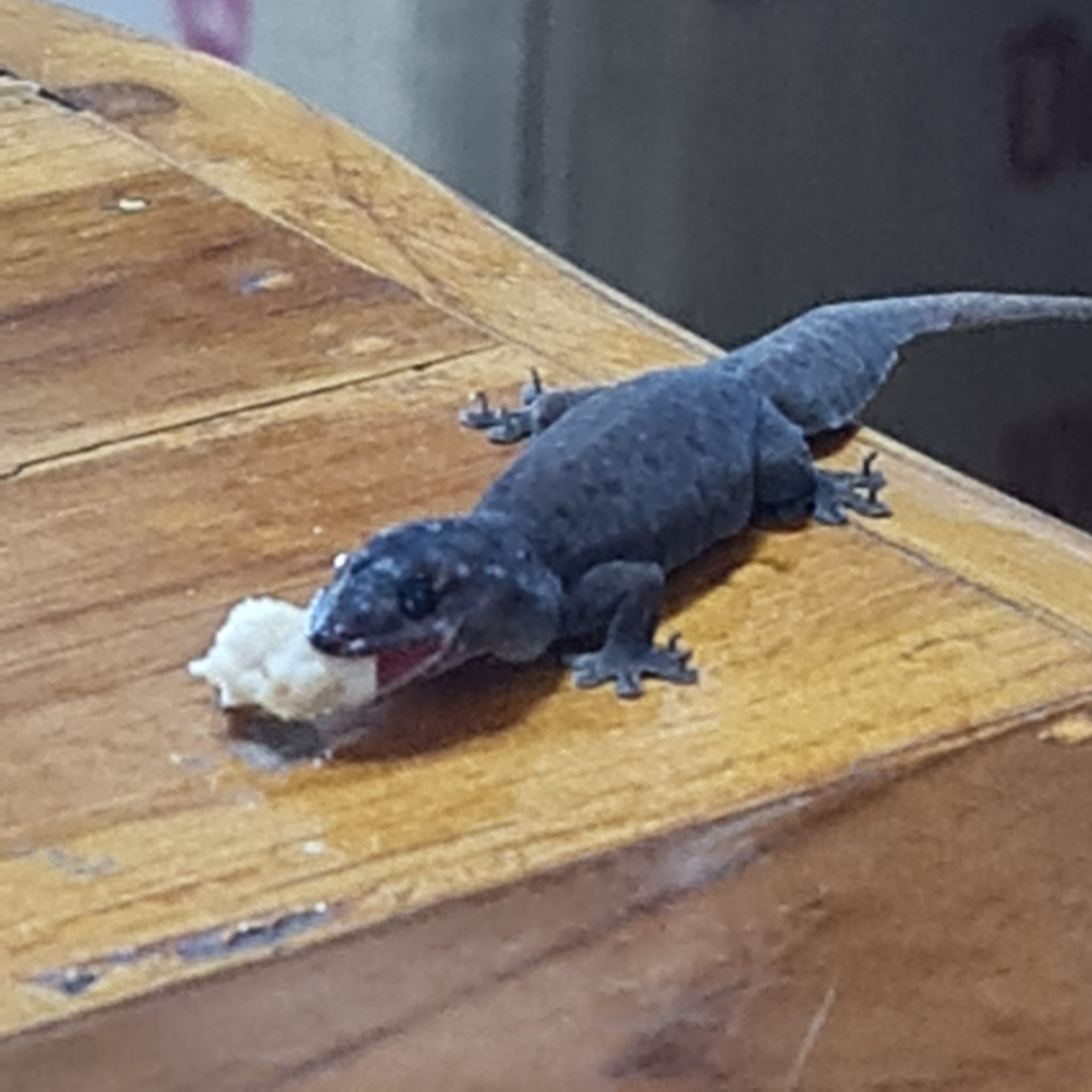 เลี้ยงจิ้งจก