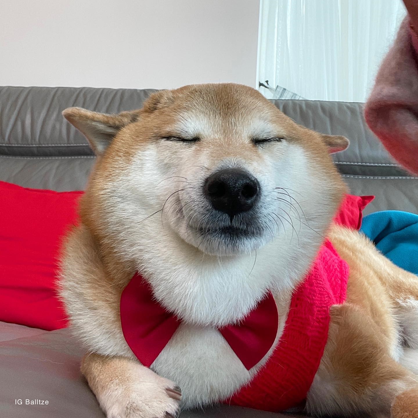 หมาชิบะเจ้าของมีมดัง