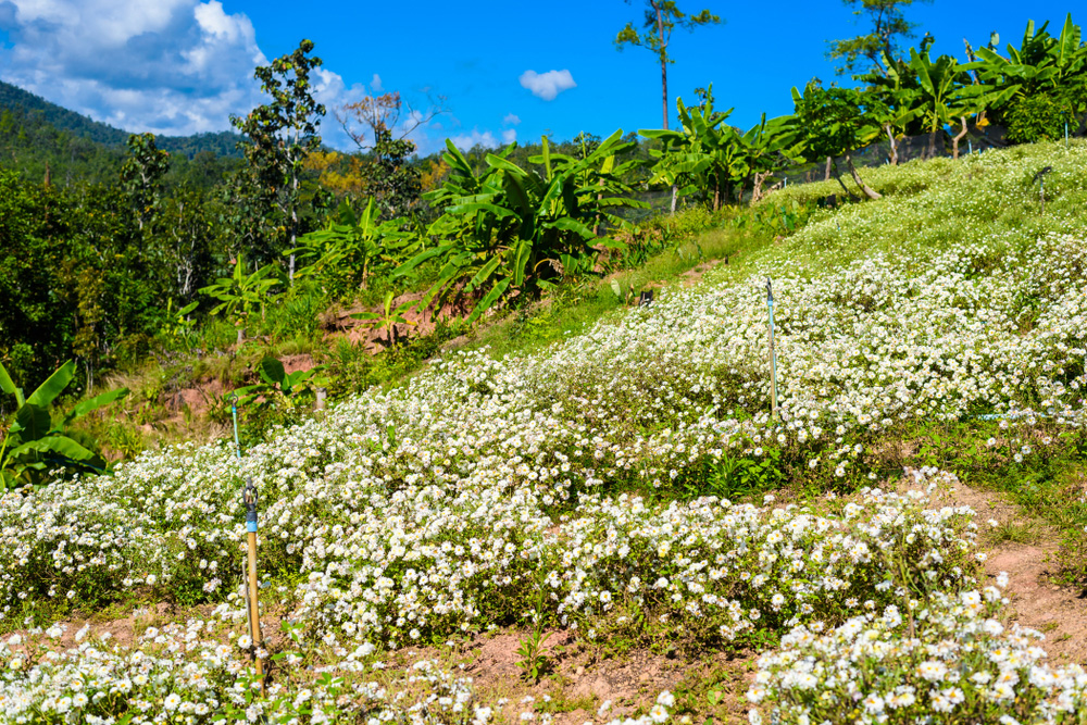 ที่เที่ยวเชียงใหม่