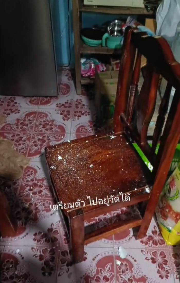 แมวซน