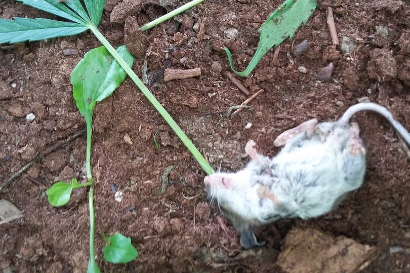 ใบกัญชา