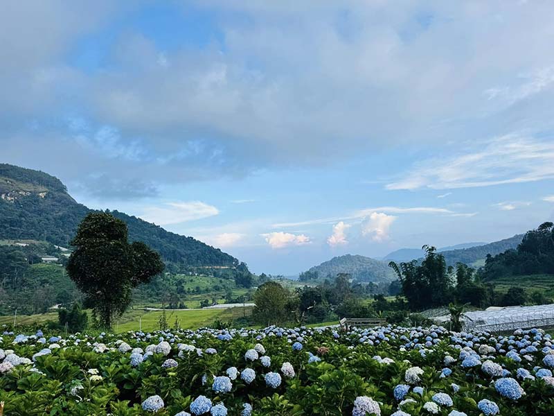 ทุ่งไฮเดรนเยียอินทนนท์ สวนคุณทองดี