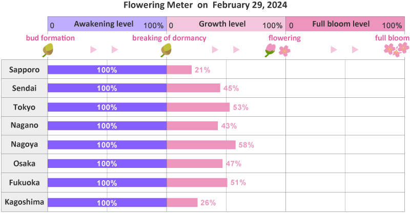 มาตรวัดการออกดอกของซากุระญี่ปุ่น 2024