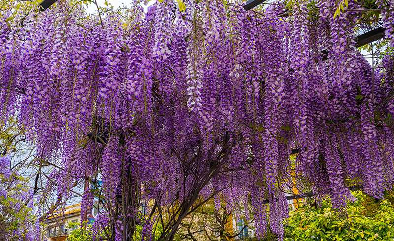 ต้นไม้ดอกสีม่วง ต้นคูนม่วงแอฟริกา