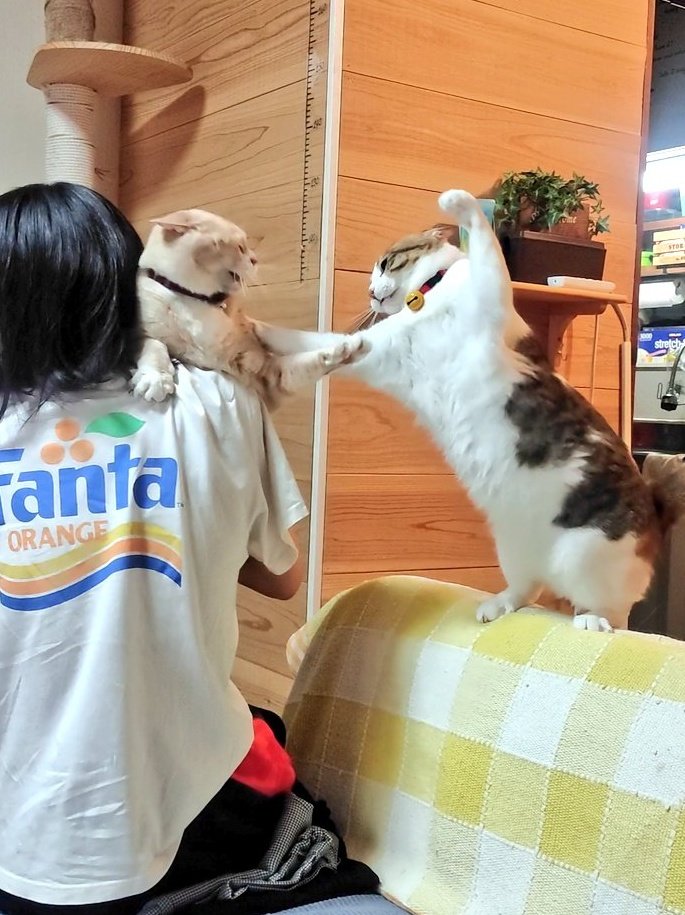 แมวตีกัน