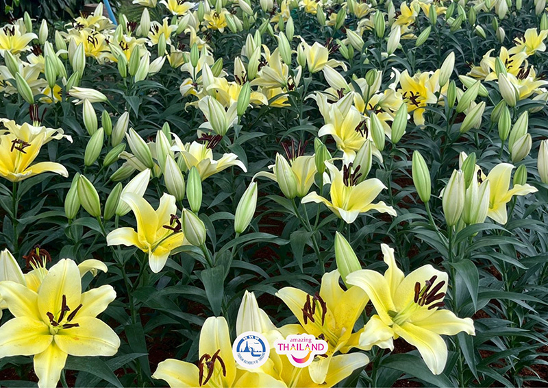 Colorful Garden in Phrae 2025 แพร่