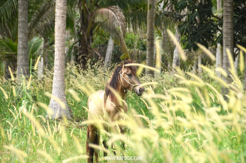 เที่ยวพัทยาเส้นทางใหม่ชุมชนวิถีเกษตรและวัฒนธรรม