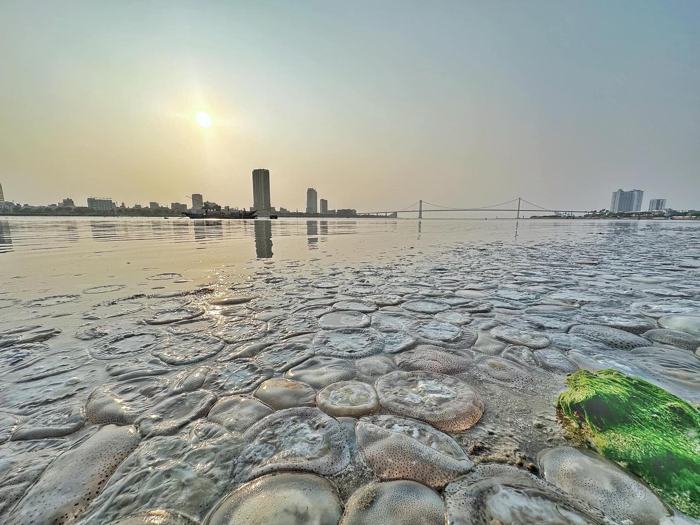 แมงกะพรุน