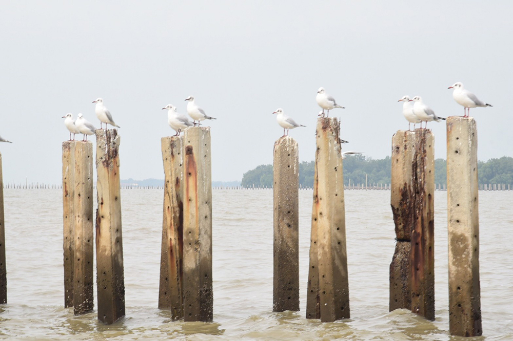 การไฟฟ้านครหลวง