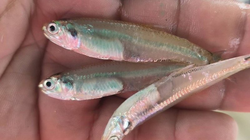 วาฬบรูด้า