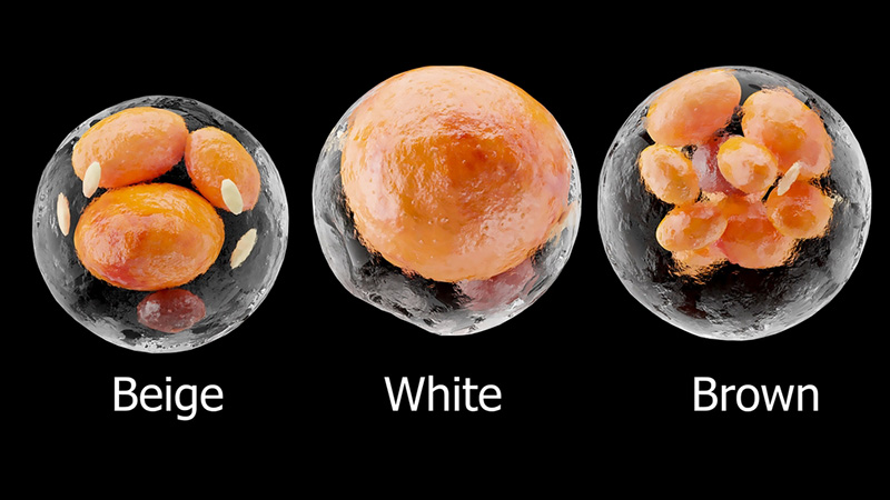 ไขมัน Brown Fat Beige White