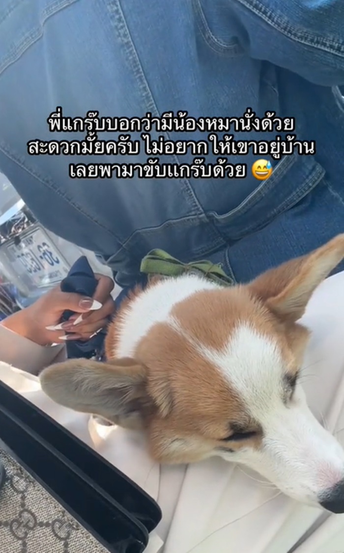 หมาคอร์กี้