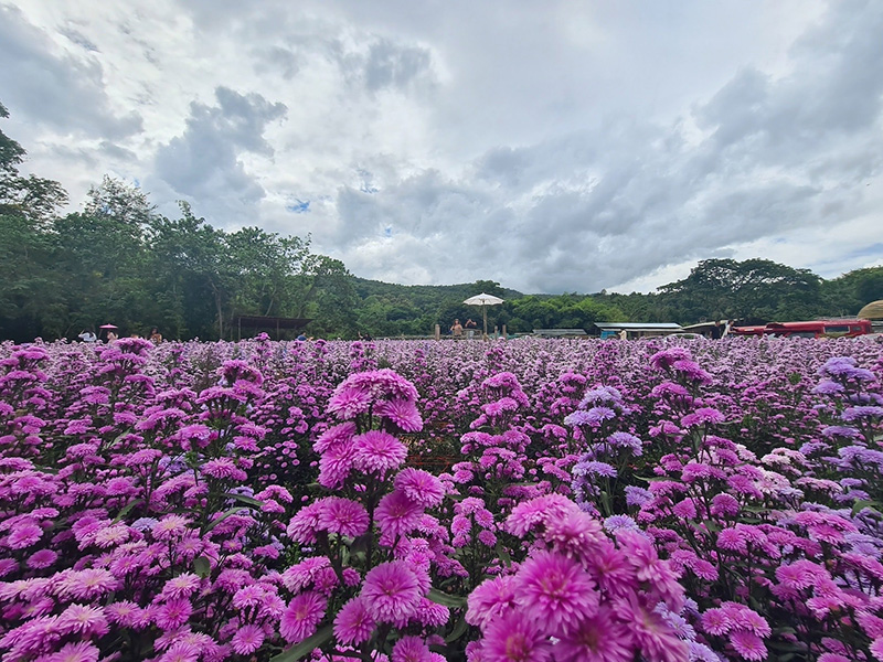 ไร่กลิ่นเกสร เชียงใหม่