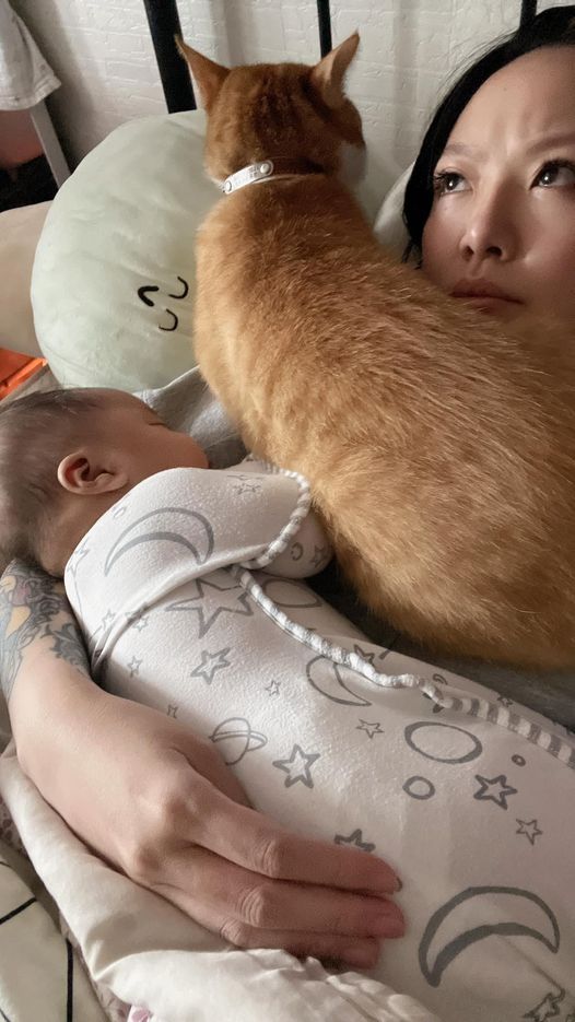 เลี้ยงลูกกับแมว