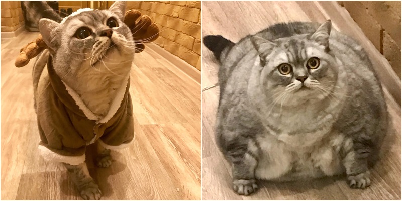 Liznya the Cat