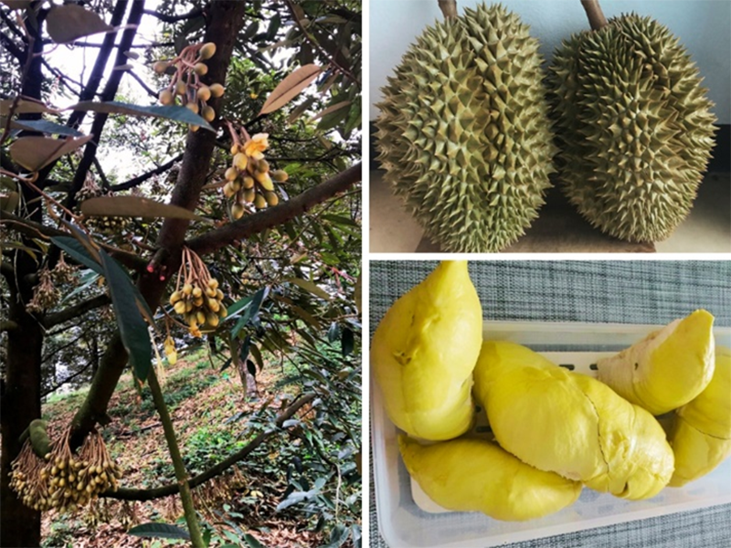 พาชมสวนทุเรียน
