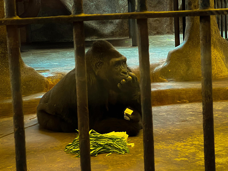 สวนสัตว์พาต้า