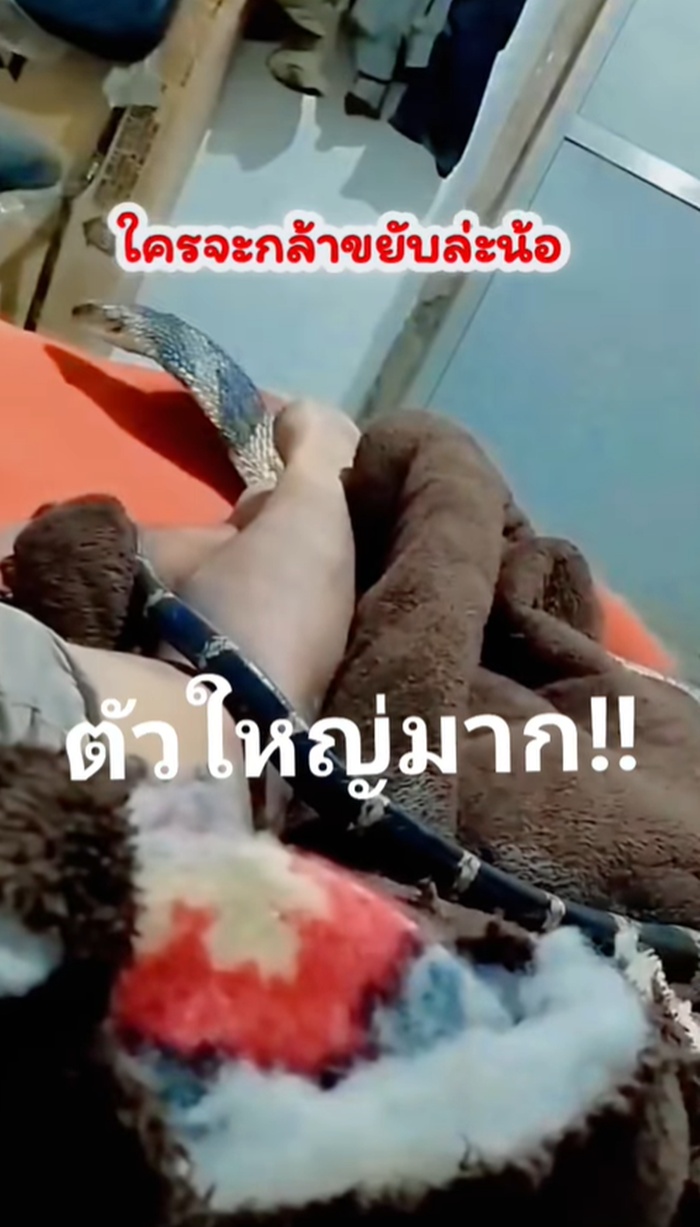 งูจงอาง