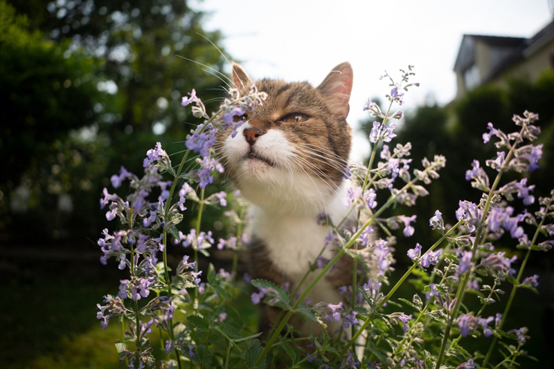 Catnip กัญชาแมว