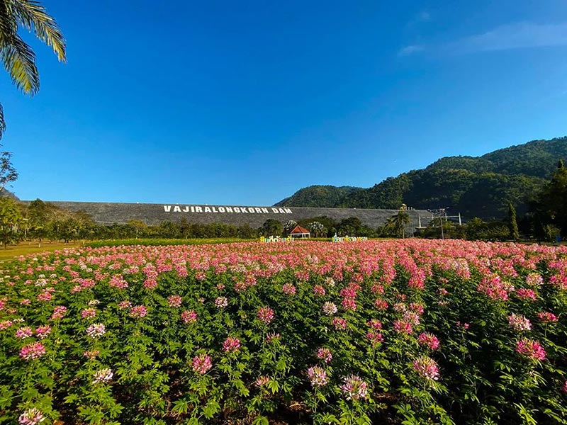 ทุ่งดอกผักเซี้ยนฝรั่ง ทุ่งดอกดาวกระจาย เขื่อนวชิราลงกรณ