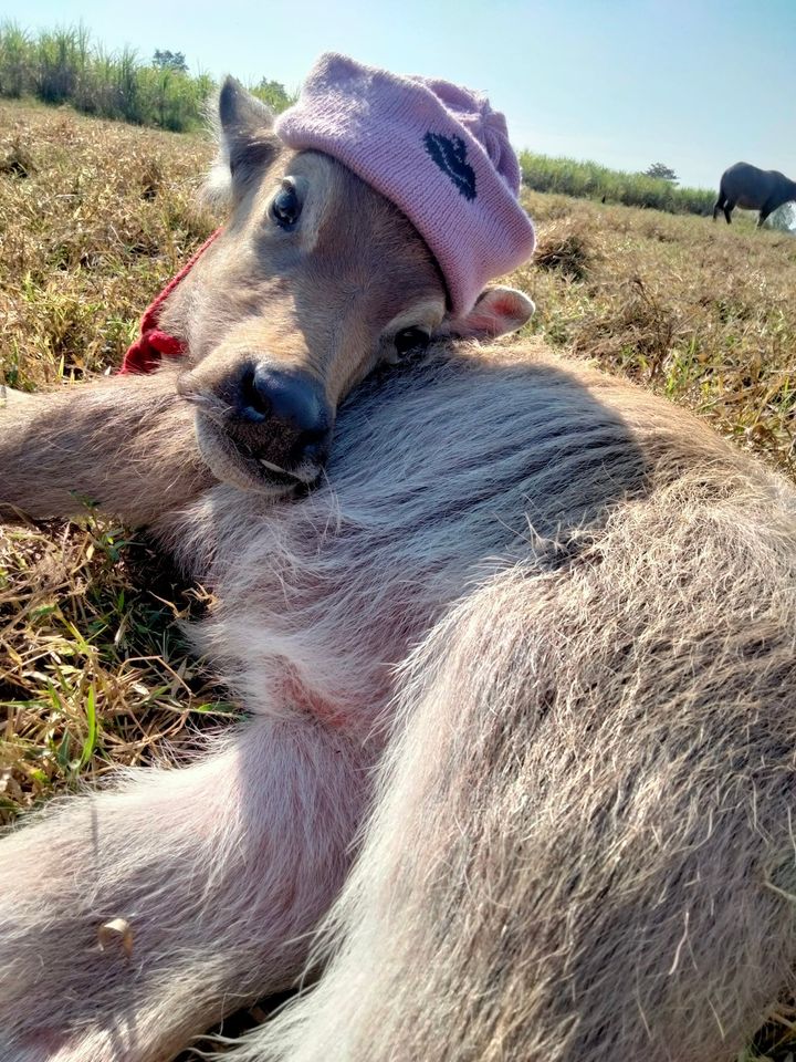 ควายน้อย