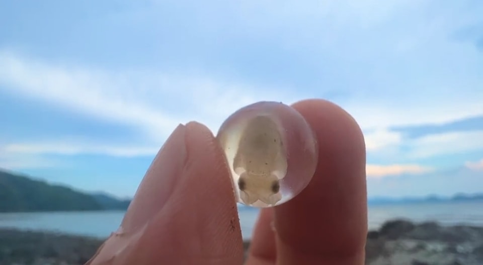 ไข่ปลาหมึก