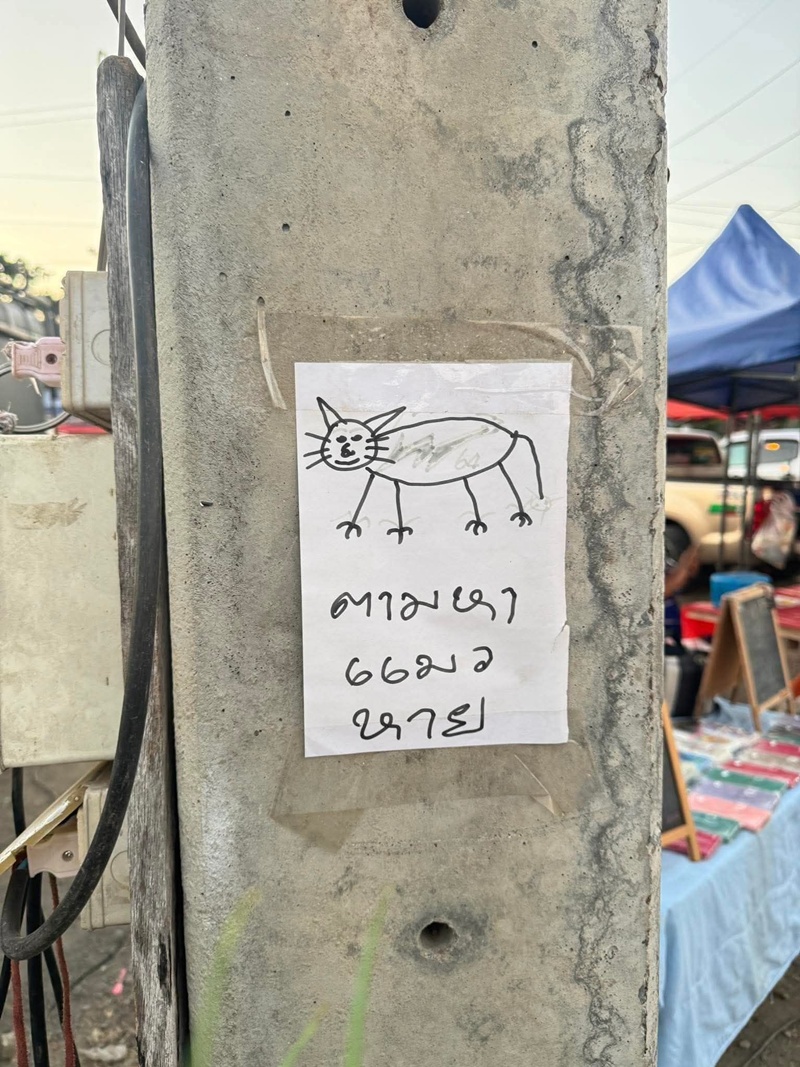 ตามหาแมว